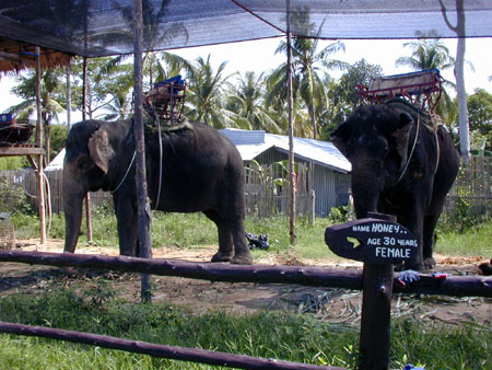 Elephant Treking Centres